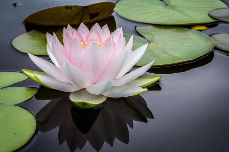 Image of a lotus flower in a pond.