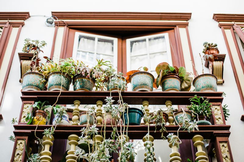 A plant shelf in an apartment.