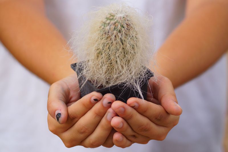 Hands protectively holding a cactus plant