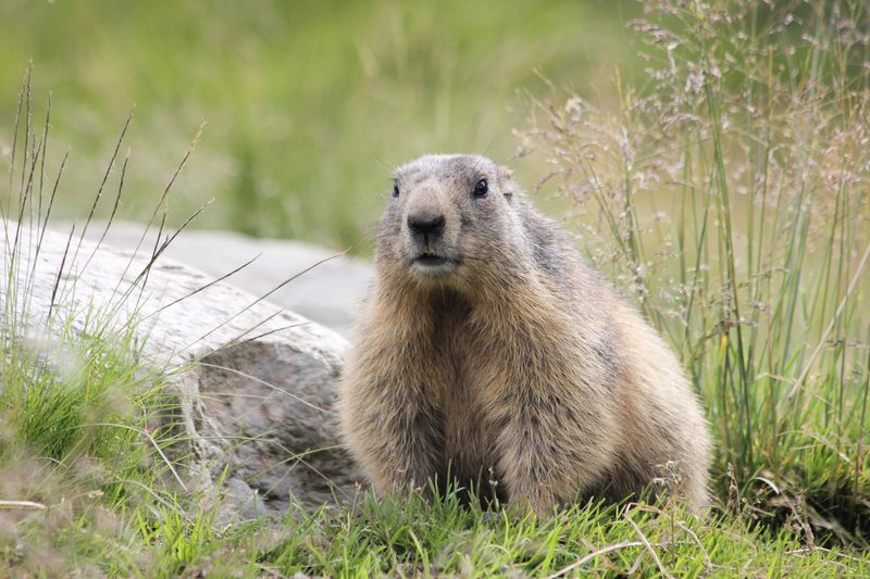 beaver - representing canada