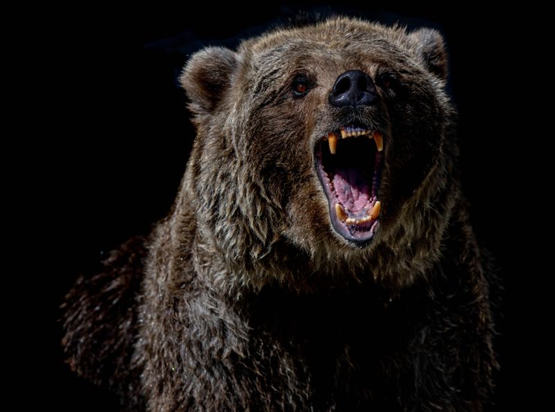 A bear bearing his teeth