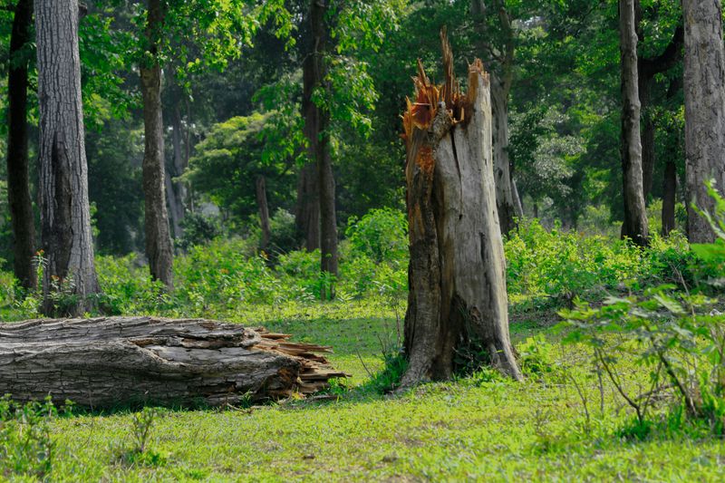 Forest edge with a rotting tree stump and the broken and rotting tree trunk lying on the ground.