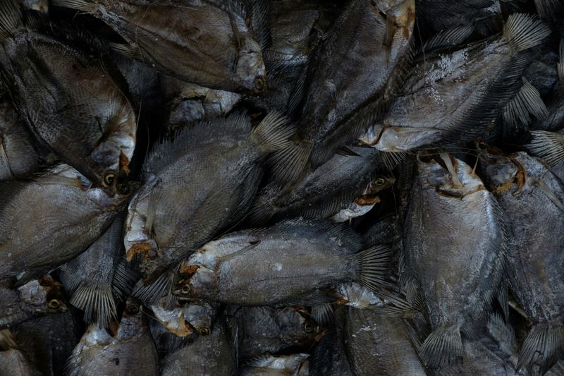A closeup view of a pile of dead fish.