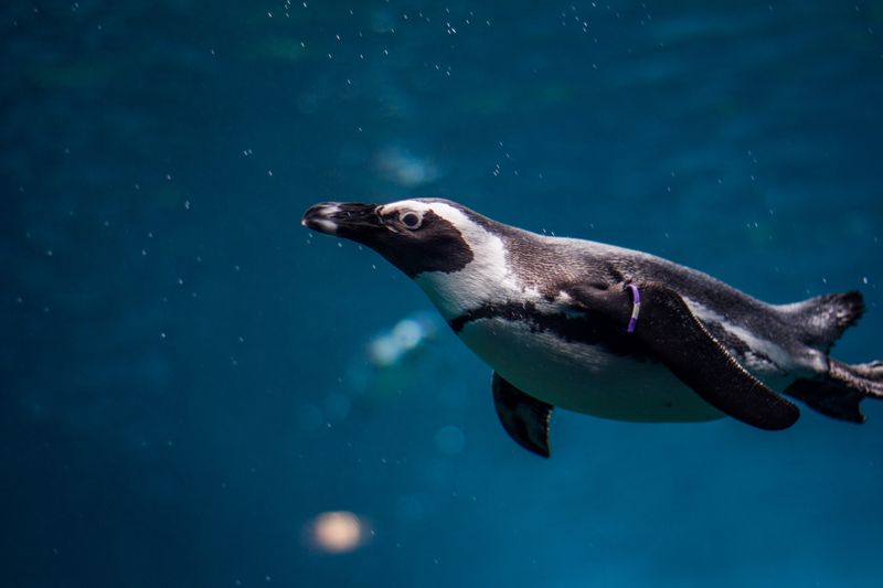 Penguin swimming underwater