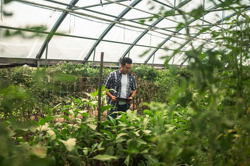Man monitoring crops inside a greenhouse.