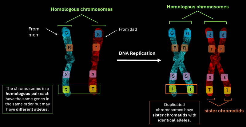 Homologous chromosomes and chromatids undergoing replication; different alleles are shown and sister chromatids are formed.