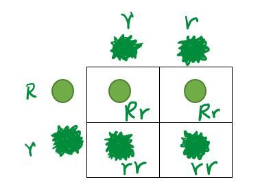 Peas phenotype