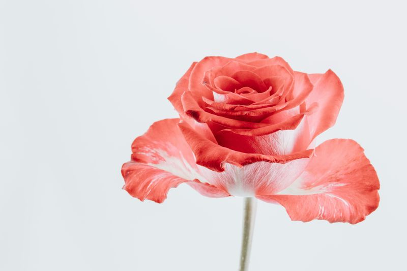 A large red and white rose on a white background. 