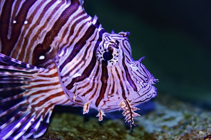 A lionfish swimming under water.