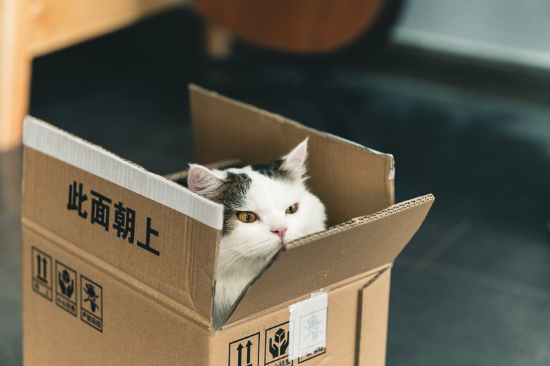 A shipping box with a cat inside.