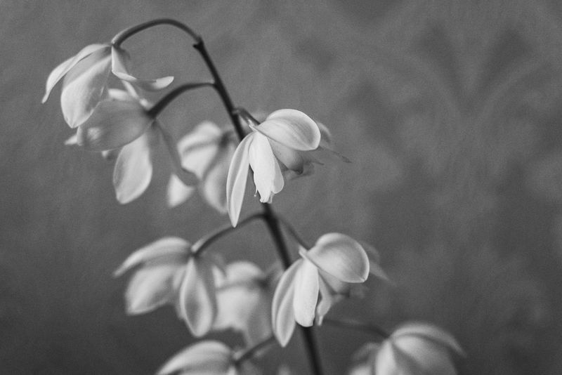A white flower in a room.
