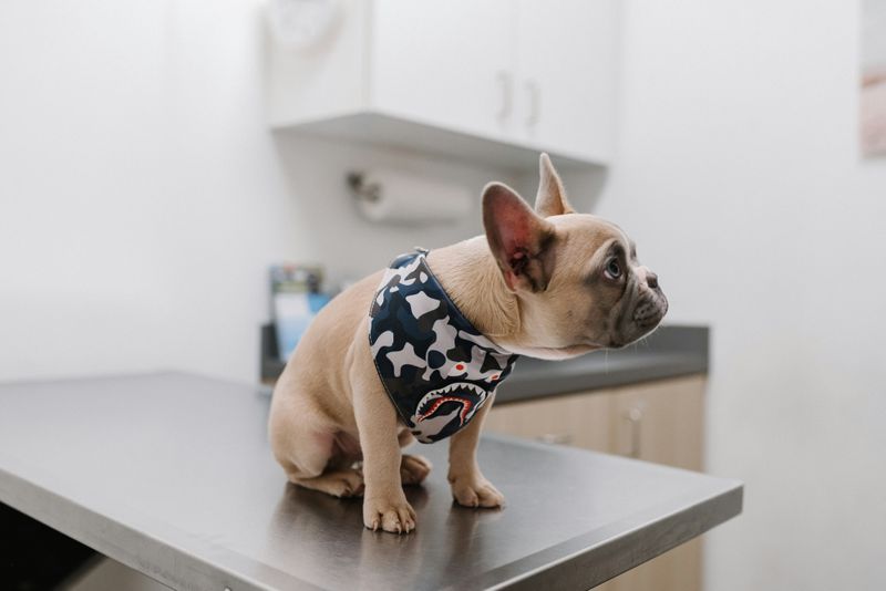 A dog at the vet on an examination table.