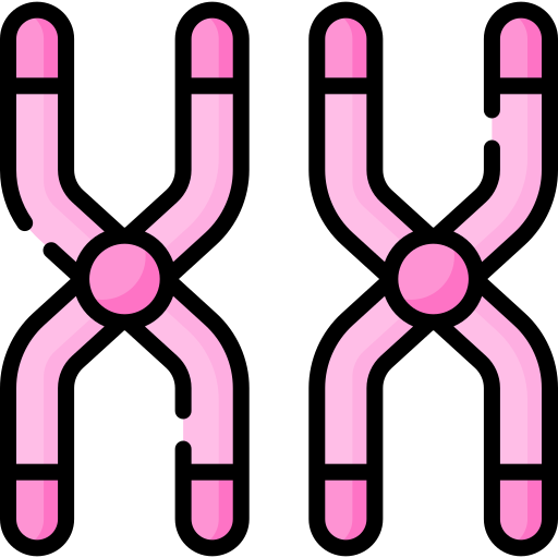 Flaticon Icon for sister chromatids