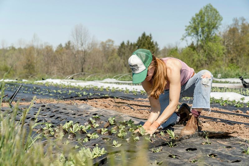 A young woman planting out a row of seedlings at a commercial nursery.