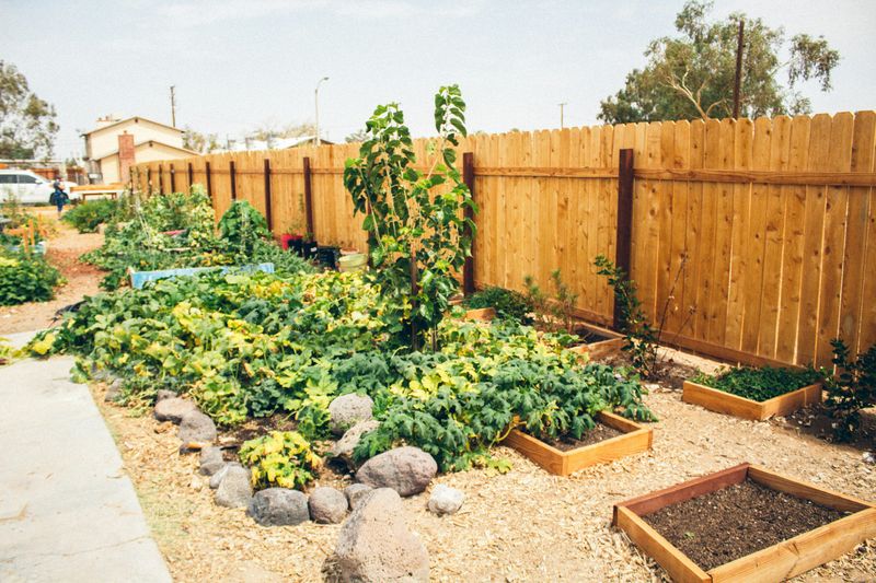 A community garden with healthy food.