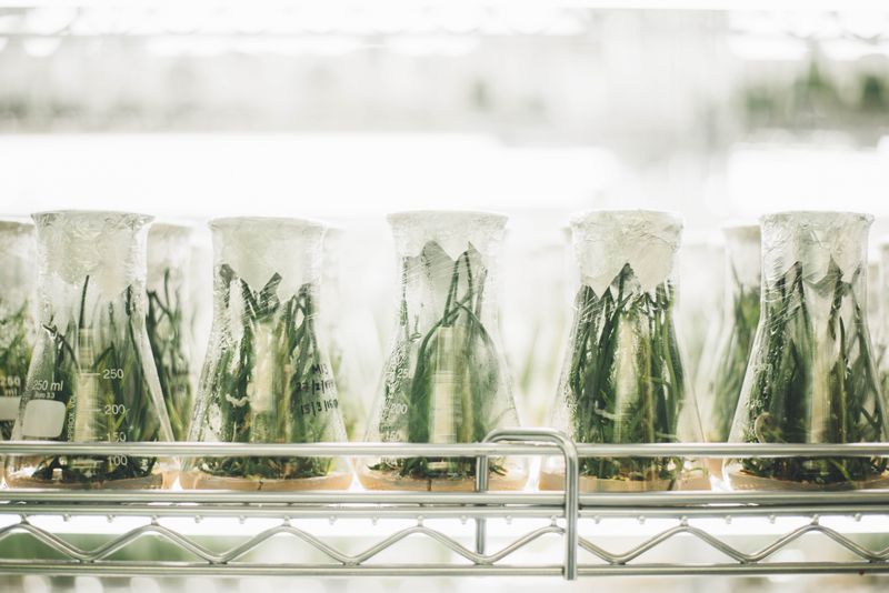 Plants in glass containers in a horticulturist's lab.