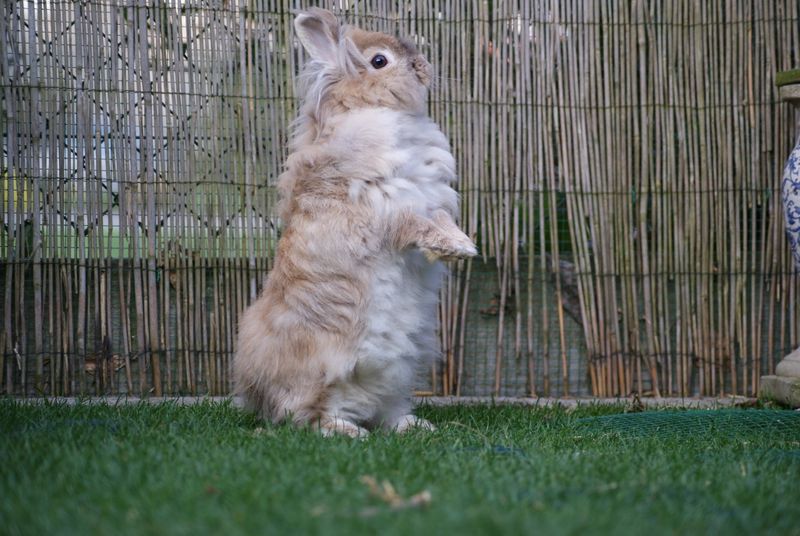 A bunny in a backyard standing on its hind legs with its front paws extended out.