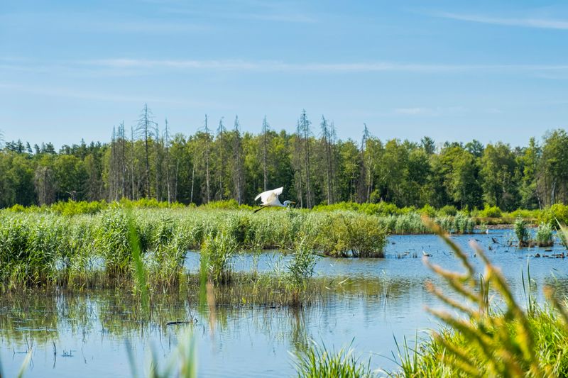 A crane flying over a wetland with various plants and a forest in the distance.