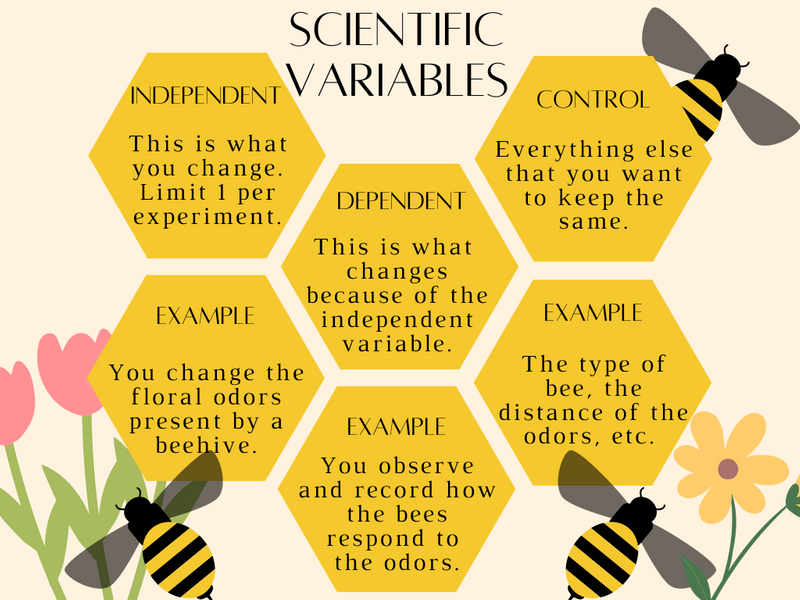 Description and examples of independent, dependent, and controlled variables (audio description below).