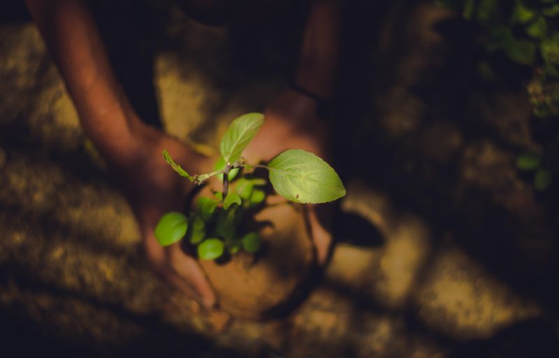 Two hands holding a plant that is about to be planted.