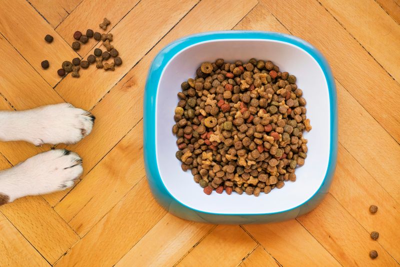 A bowl filled with dry dog food on a wooden floor, with a dog's front paws nearby and a few kibbles scattered around.