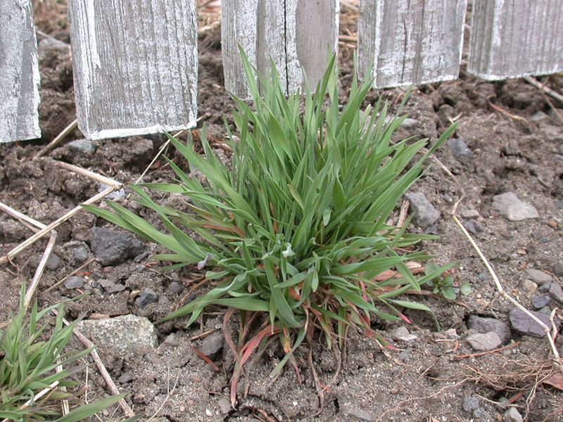 A downy brome plant in a garden.