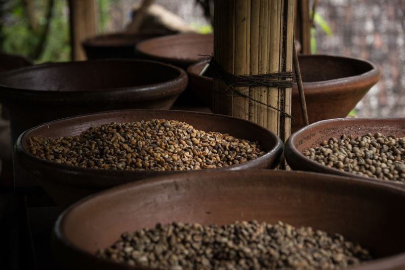 Greenish seeds inside brown pots