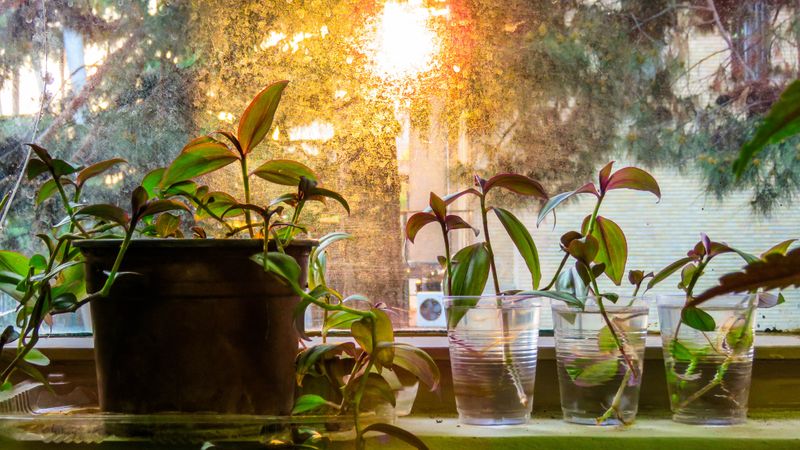 An image of a planted pot next to 3 cups with water holding plant cuttings