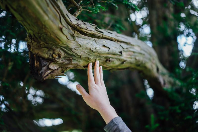 Hand reaching out to touch a branch