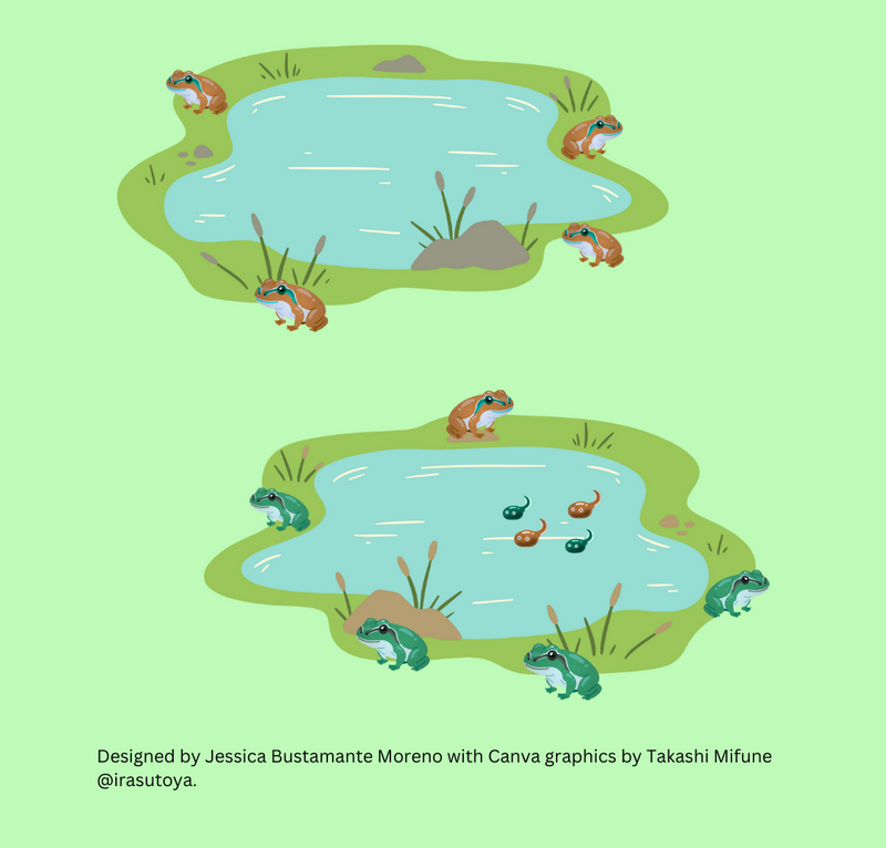 Top lake with orange frogs. An orange frog hops to the bottom lake which has green frogs. Tadpoles are in the bottom lake.