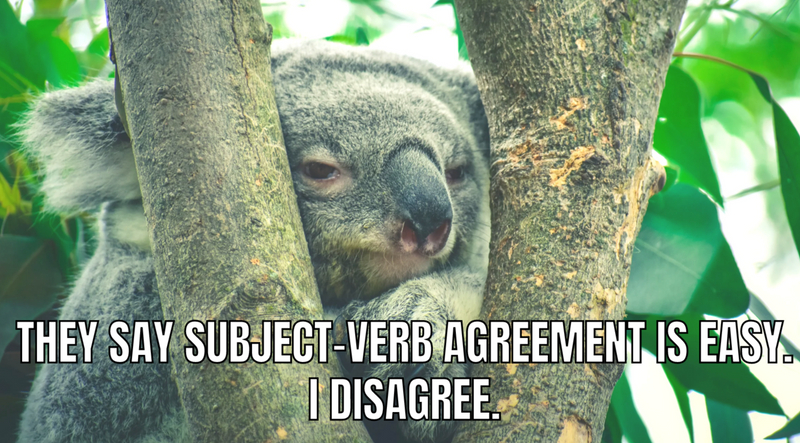 Meme: annoyed koala. The caption reads: 