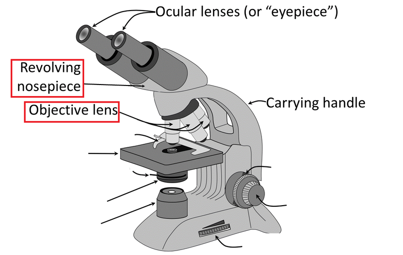Microscope diagram with new labels pointing to new parts: 