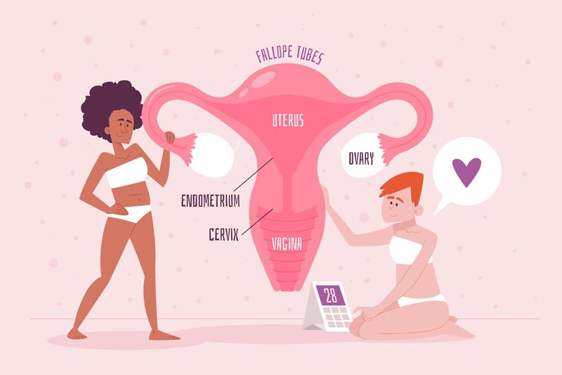 Labeled diagram of a female reproductive system