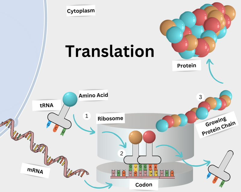 A simple diagram for steps in translation process of protein synthesis.