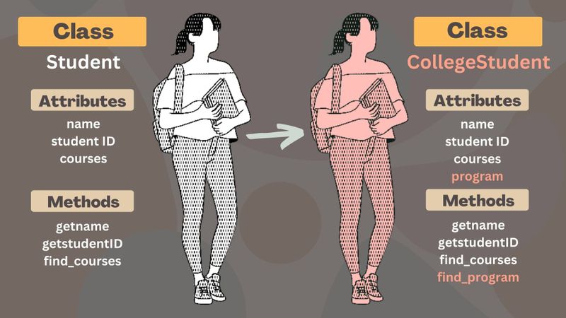 This image shows how a class CollegeStudent inherits the attributes and methods from the class student and adds some more.