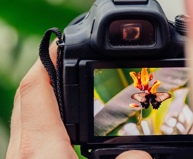 A digital camera showing image preview of a butterfly on top of a flower.