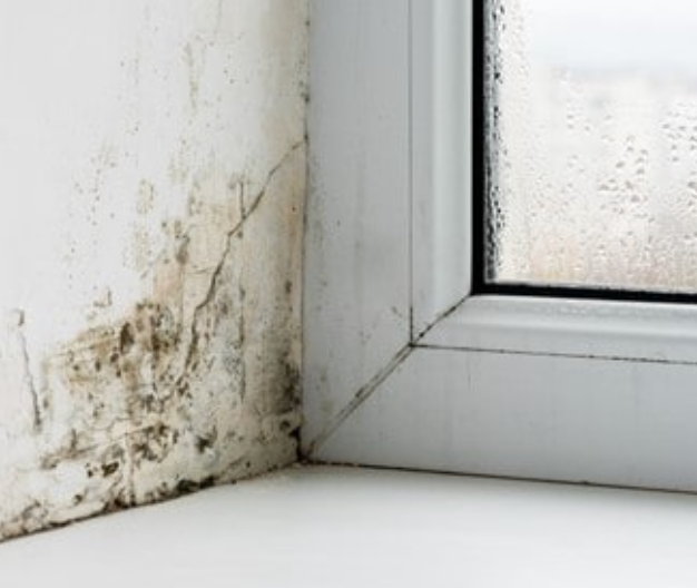 A white window pane with brown mold growing on the side of it.