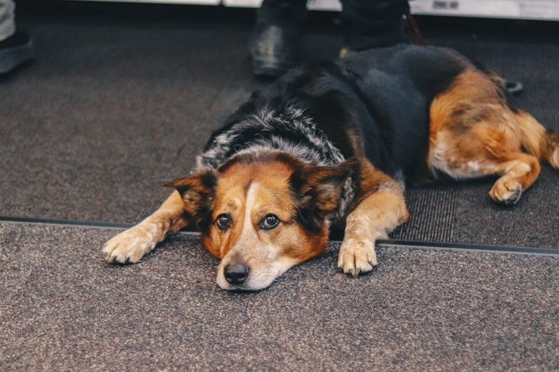 A dog lying down, looking tired and sad.