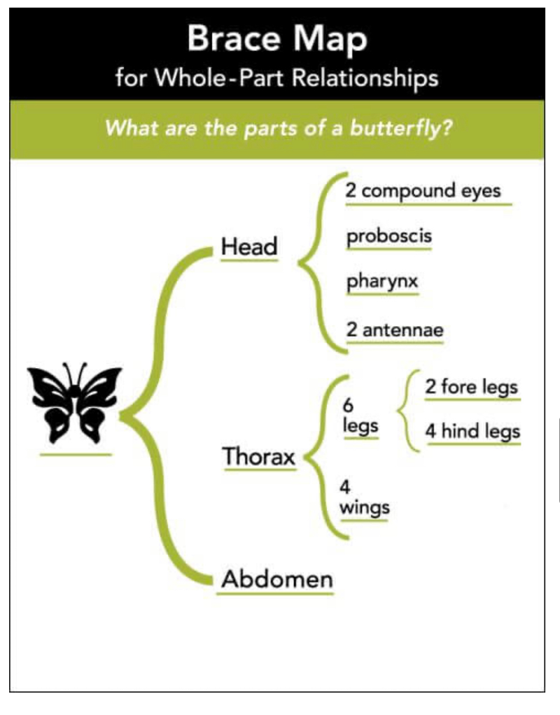 A Brace Map showing the body parts of a butterfly. Main parts are in a large brace, and smaller parts in subsequent bracess.