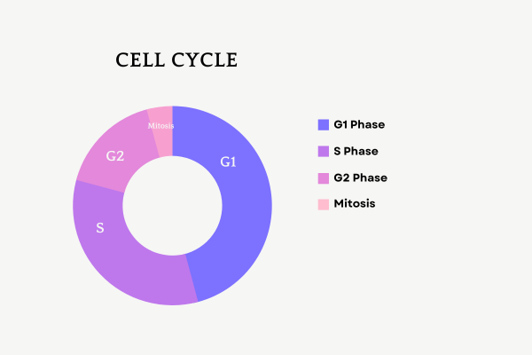 Cell Cycle Diagram