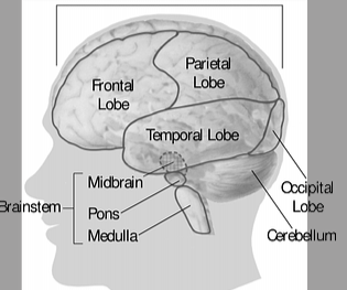 Diagram of a the brain showing the frontal lobe and temporal lobe.