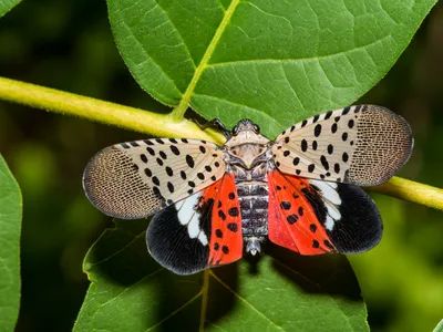 A spotted lanternfly on a leaf with its wings spread.