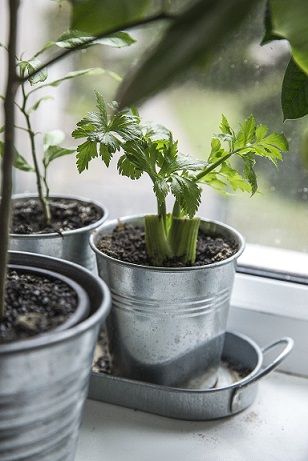 Image of potted celery growing from scraps, kept on a windowsill