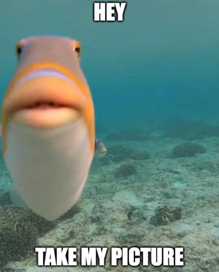 A fish says, 