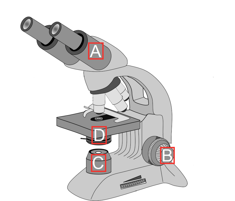 A microscope with labelled parts: eyepiece, adjustment knobs, field diagram, and condensor.