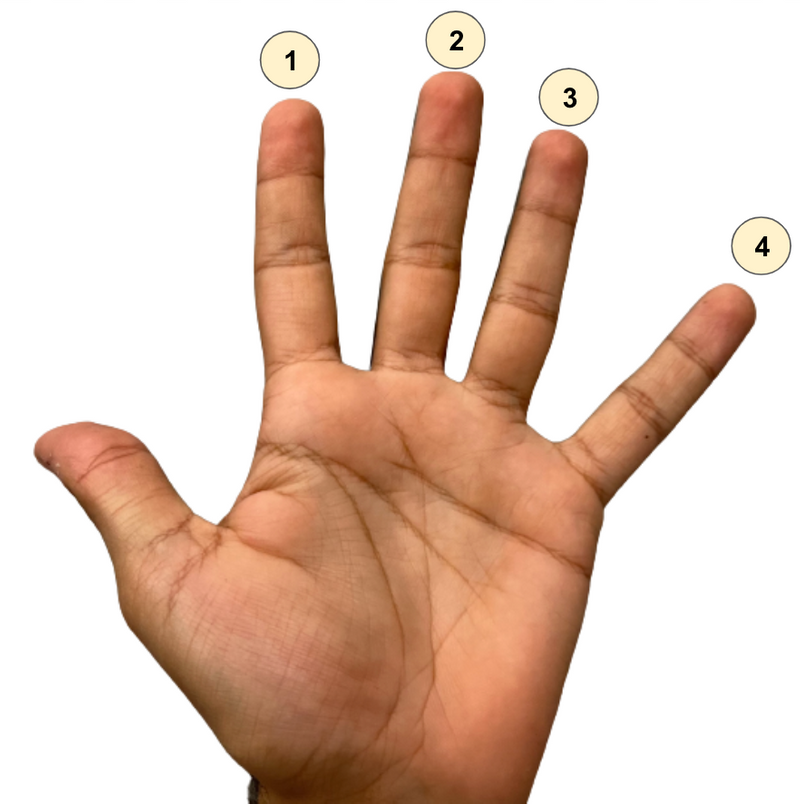 Picture of a hand (palm up). The fingers (starting from pointer down to pinky) are labeled 1-4. The thumb is not labeled. 