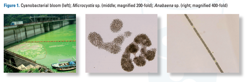 Cyanobacterial bloom (left); Microcystis sp. (middle; magnified 200-fold); Anabaena sp. (right; magnified 400-fold)