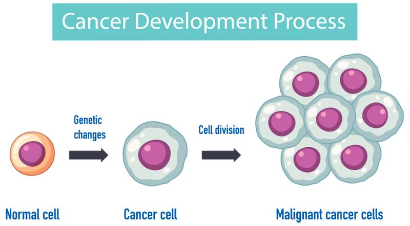 A picture of a cancer cell developing from a normal cell to malignant cancer cells through cell division.