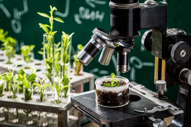 A microscope viewing small plants with other plants in test tubes in the background.