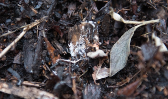An image of leaf compost